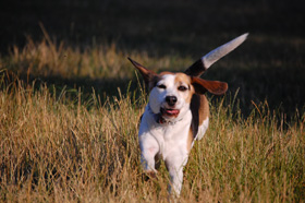 Pflegehunde
